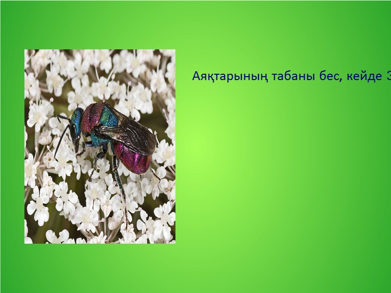 Аяқтарының табаны бес, кейде 3-4 буынды болады. Кейбір топтарында аяқтары қосымша қызметтер атқарады (ара